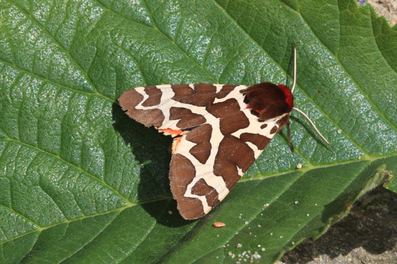 Bjørnespinder
