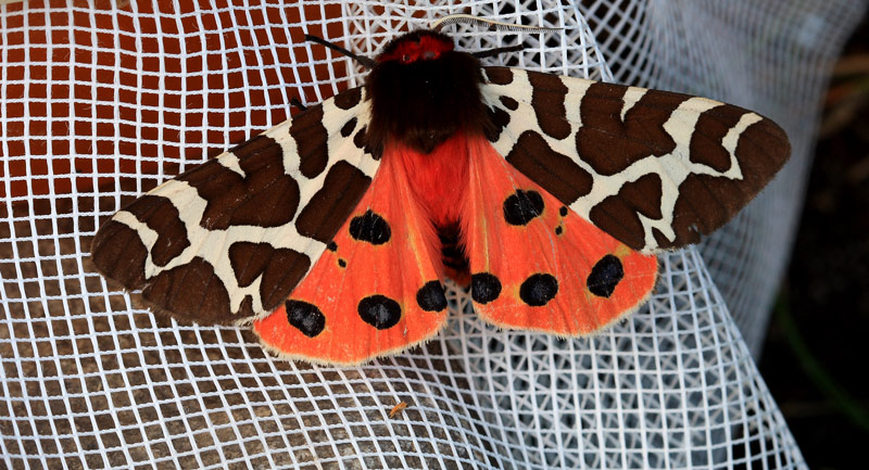 Bjørnespinder