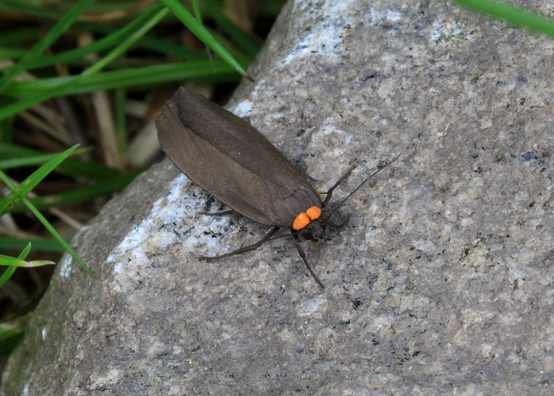 Blodnakke