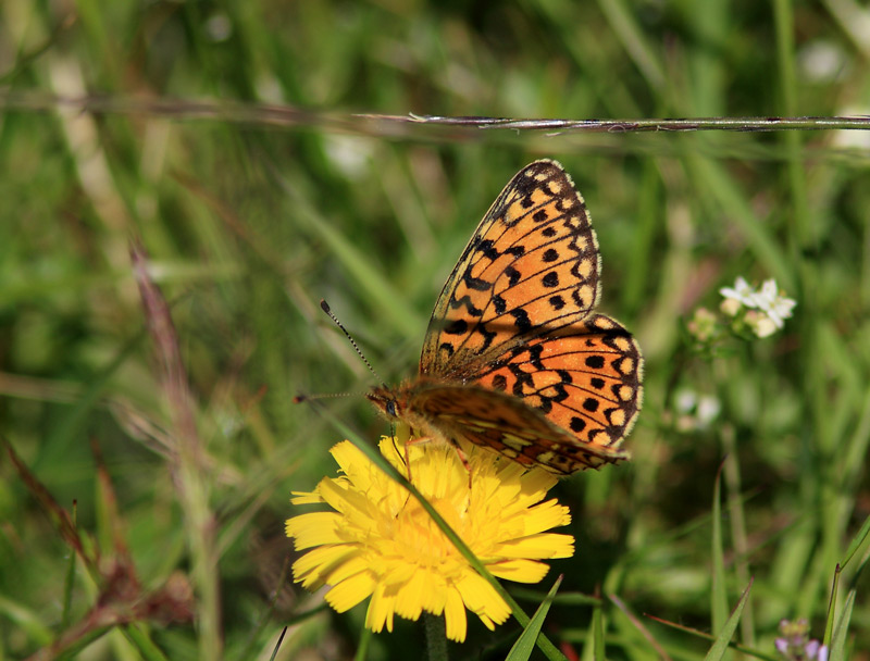 Brunlig Perlemorsommerfugl