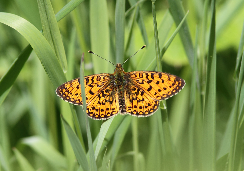 Brunlig Perlemorsommerfugl