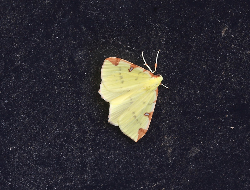 Citronmler