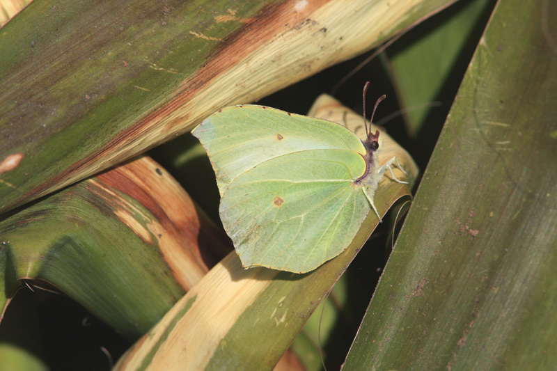 Citronsommerfugl