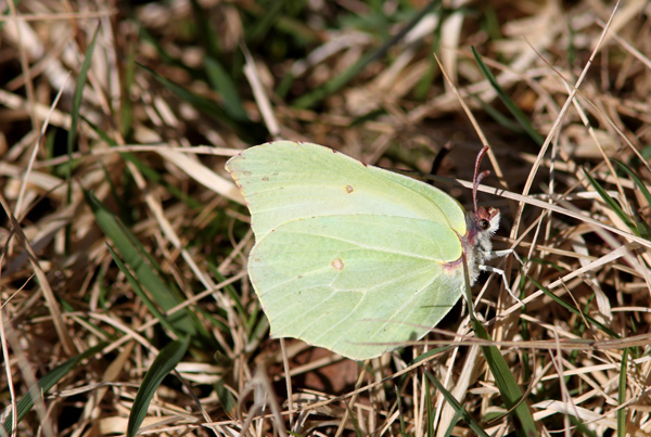 Citronsommerfugl