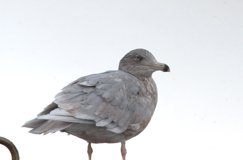 Gråmåge