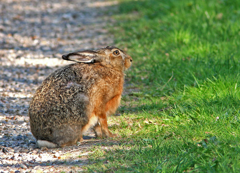 Hare