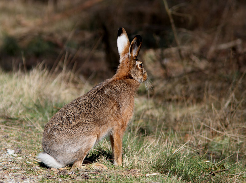 Hare