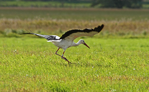 Hvid Stork
