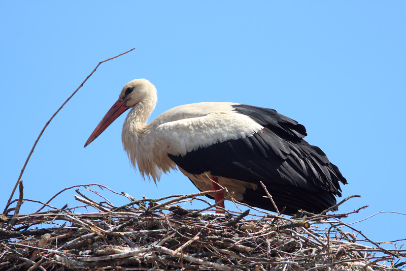 Hvid Stork