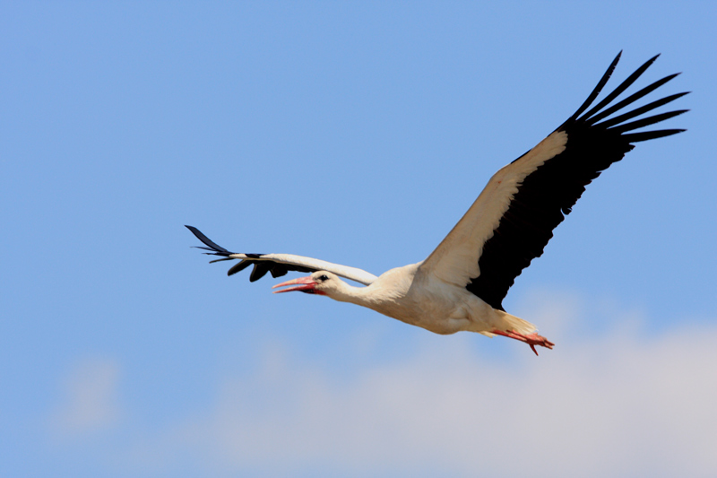 Hvid Stork