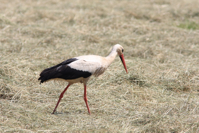 Hvid Stork