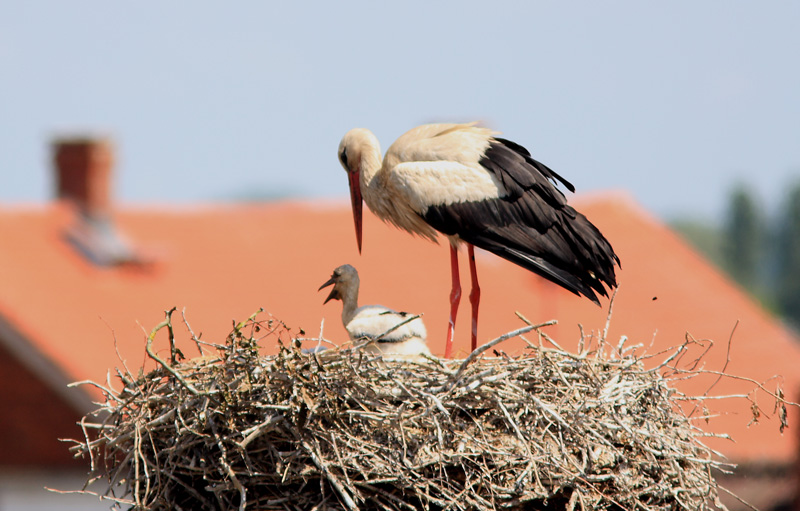 Hvid Stork