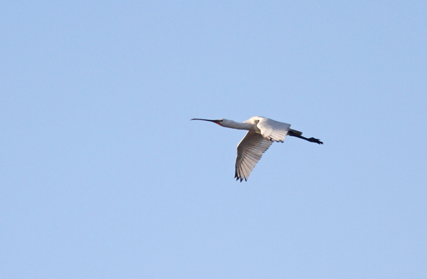 Skestork