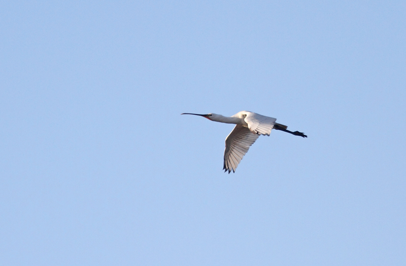 Skestork