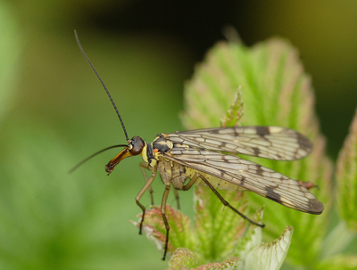 Skorpionflue