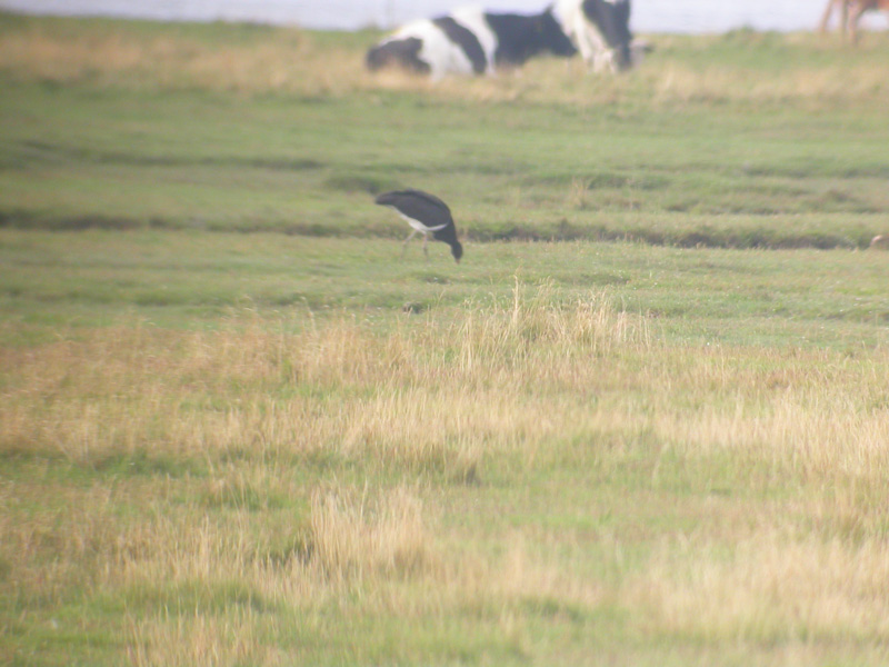 Sort Stork