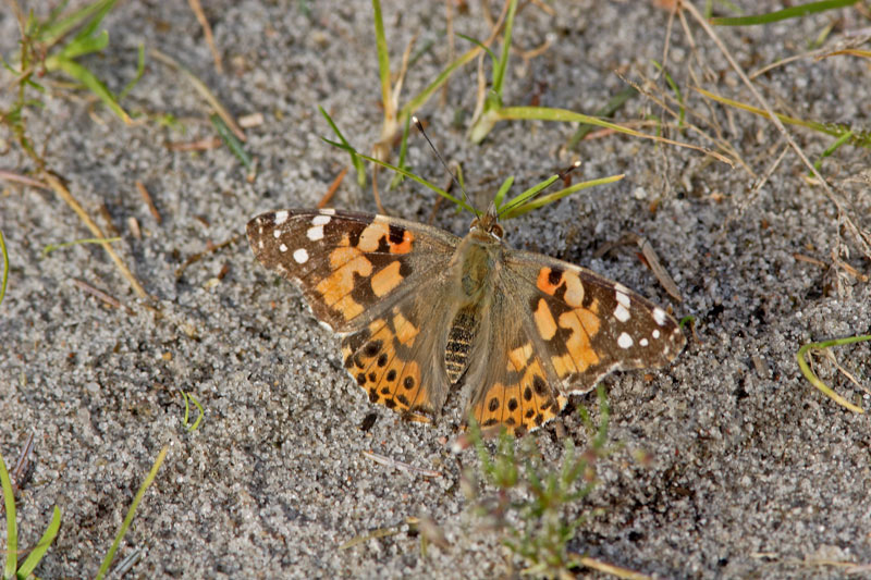 Tidselsommerfugl