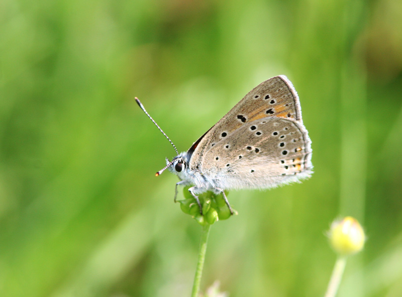 Violetrandet Ildfugl