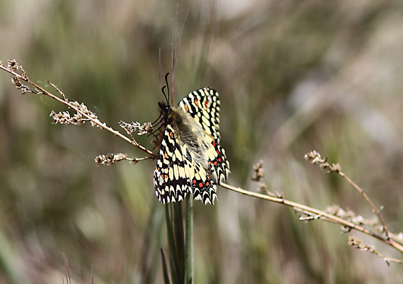 Zerynthia rumina