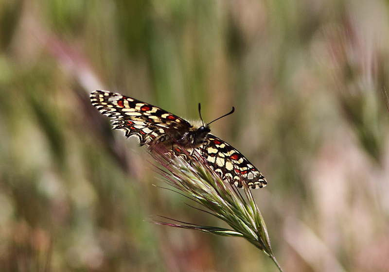 Zerynthia rumina